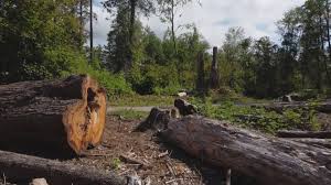 How Our Tree Care Process Works  in  Myrtle Creek, OR